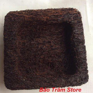 Chậu dớn trồng lan vuông kích thước 23cm