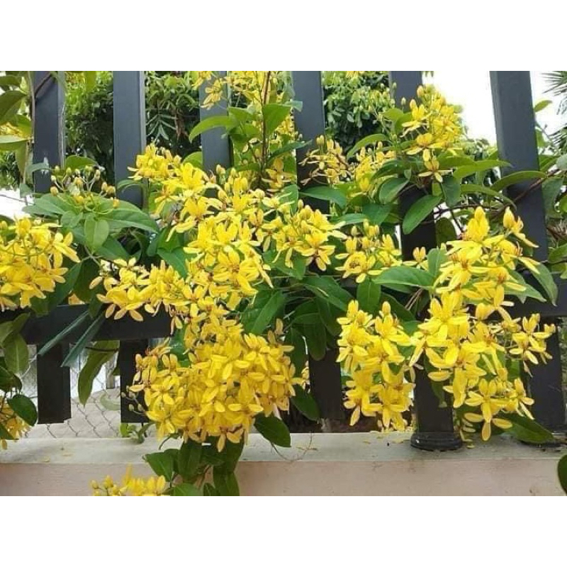Cây Mai Hoàng Yến (Kim đồng leo)