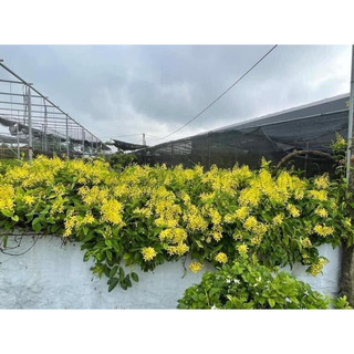 Cây Mai Hoàng Yến (Kim đồng leo)