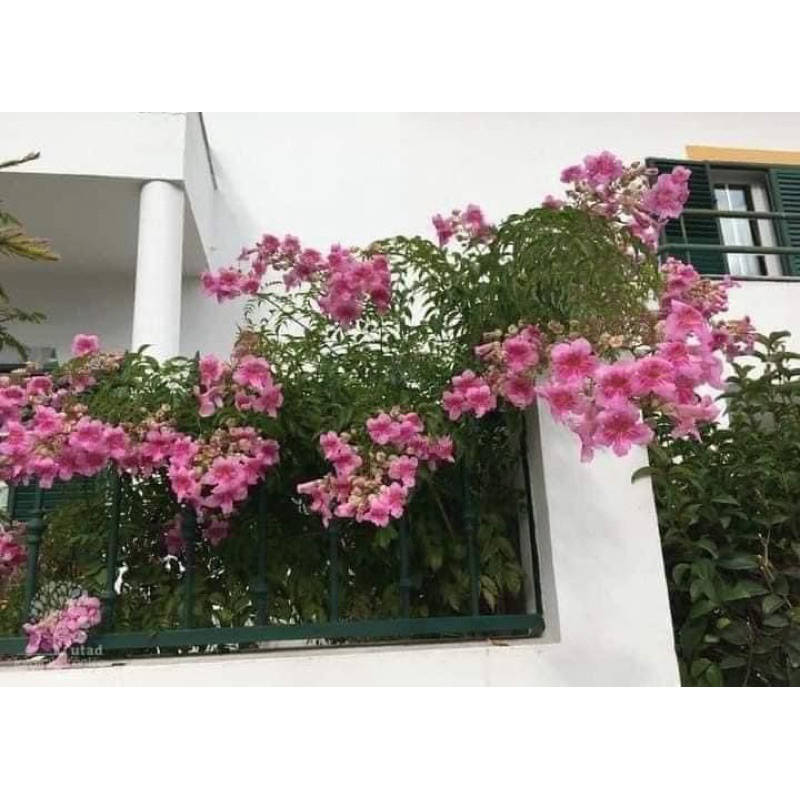 Chậu nhựa mềm Hồng thiên hương