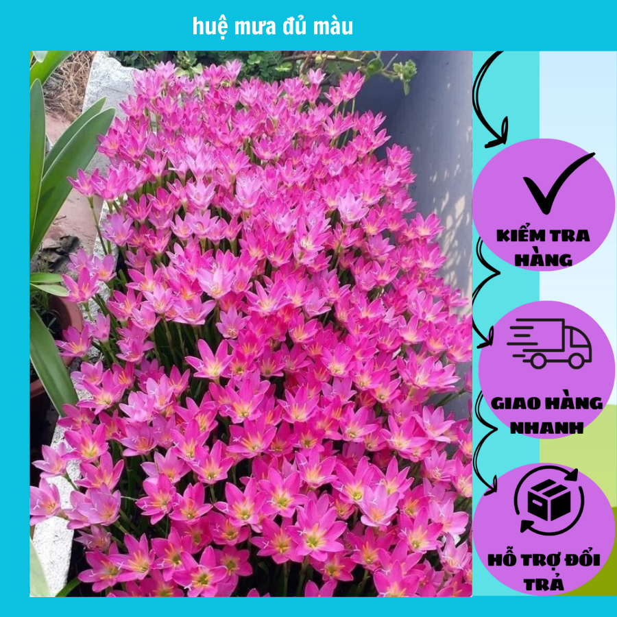 10 Củ huệ mưa kép đủ màu  - bảo hành sống