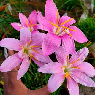 10 Củ huệ mưa kép đủ màu  - bảo hành sống