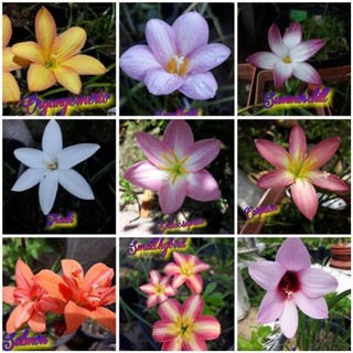 10 Củ huệ mưa kép đủ màu  - bảo hành sống