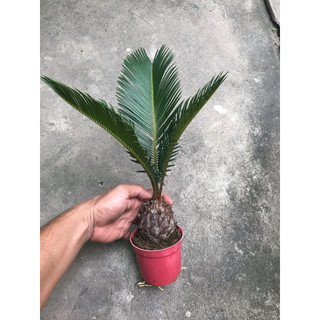 cây vạn tuế bonsai mini