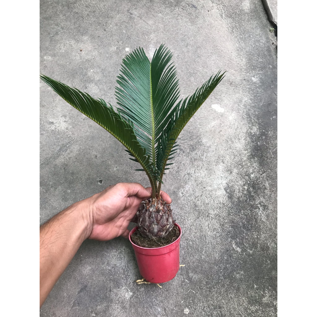 cây vạn tuế mini