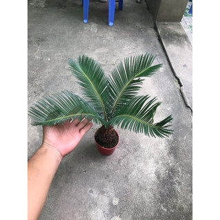 cây vạn tuế mini