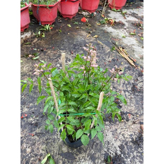 Chậu nhựa mềm Hồng thiên hương