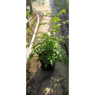 Chậu nhựa mềm Hồng thiên hương