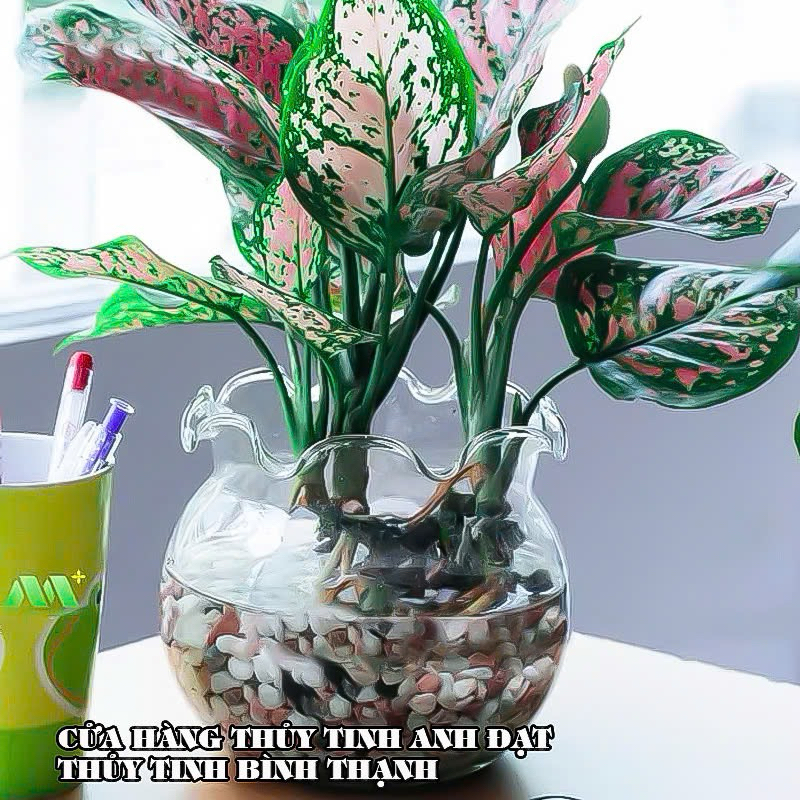 BỂ CÁ THỦY TINH HỒ CÁ CHẬU CÂY MIỆNG BÈO - B7