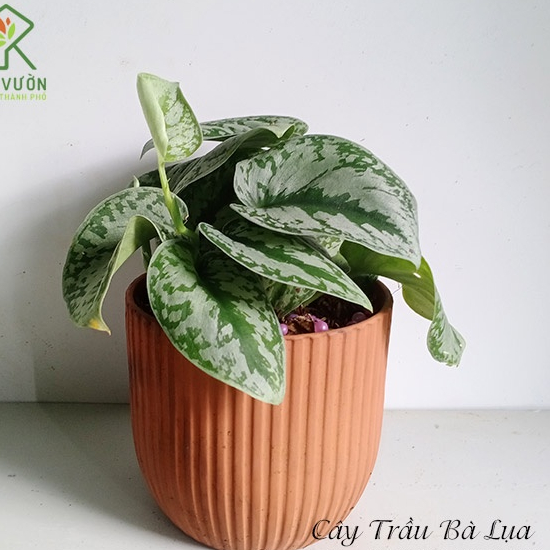 Chậu Cây Trầu Bà Lụa Scindapsus Pictus ‘Exotica’