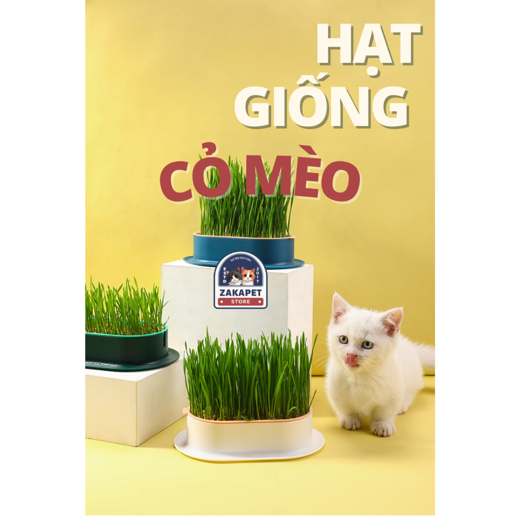 Hạt giống cỏ mèo cao cấp 100gr