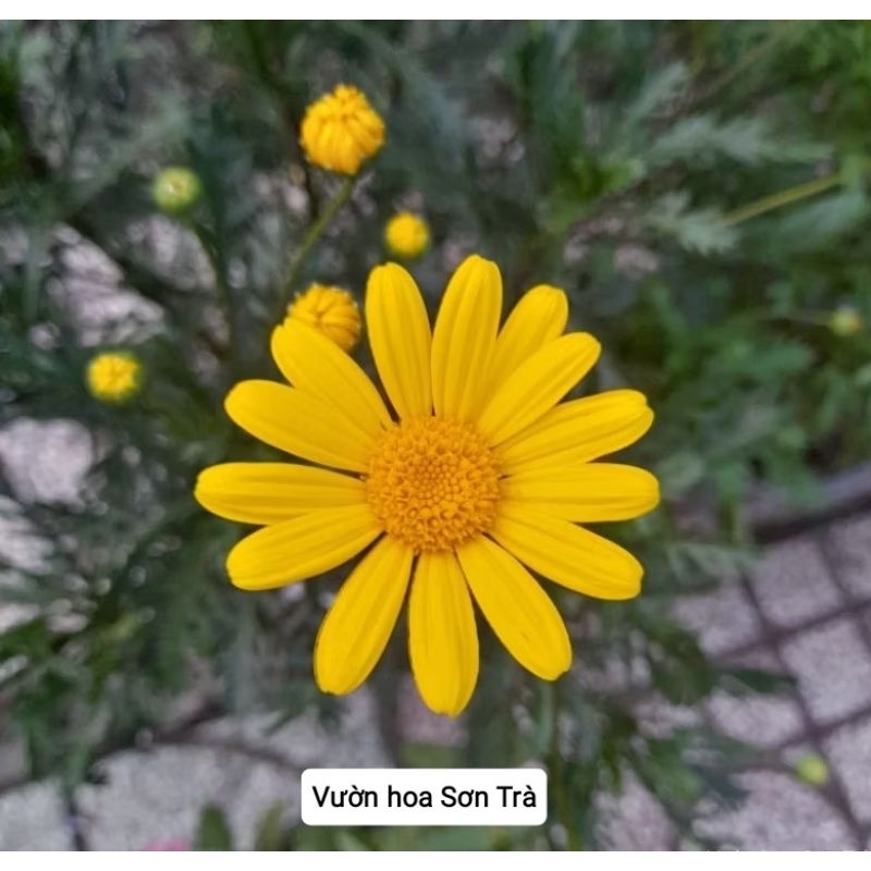 (VHST giao trong ngày) CÂY CÚC THÂN GỖ đang hoa, nhiều size.