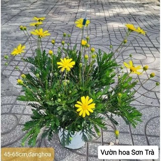 (VHST giao trong ngày) CÂY CÚC THÂN GỖ đang hoa, nhiều size.