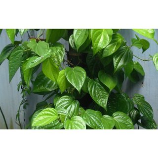Lá trầu không tươi 500g sạch