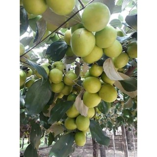 Cây giống táo thái tứ quý siêu ngọt ( cây ghép ) cho trái sau 6 tháng  trồng