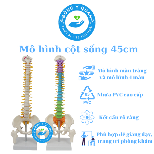 ( Hỗ Trợ Vat)Mô hình cột sống  cao 45cm- Mô hình xương người- mô hình giảng dạy -mô hình trắng cứng 