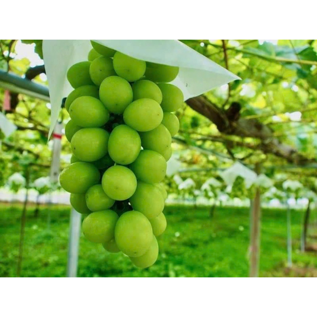 Cây giống nho sũa không hạt ( nho mẫu đơn)
