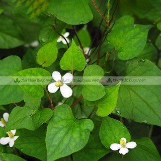 Diếp cá 1kg, lá diếp cá sấy khô, giúp thanh nhiệt, thải độc, giảm nóng trong, mụn nhọt, trĩ, táo bón