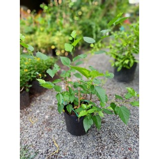 Cây dâu tằm 30-40cm (Đã bật hỏa tốc HCM)