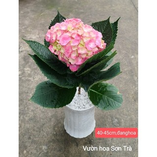 (VHST giao trong ngày) Cây HOA CẨM TÚ CẦU, đang hoa.