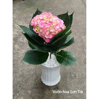 (VHST giao trong ngày) Cây HOA CẨM TÚ CẦU, đang hoa.