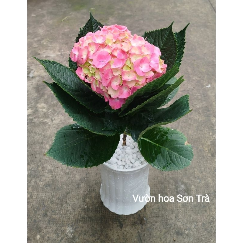 (VHST giao trong ngày) Cây HOA CẨM TÚ CẦU, đang hoa.
