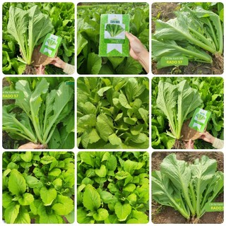Hạt giống Cải bẹ xanh mỡ gói 20gr