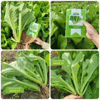 Hạt giống Cải bẹ xanh mỡ gói 20gr