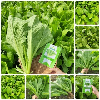 Hạt giống Cải bẹ xanh mỡ gói 20gr