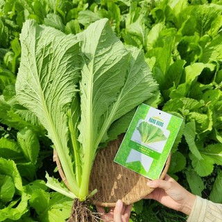 Hạt giống Cải bẹ xanh mỡ gói 20gr