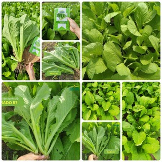 Hạt giống Cải bẹ xanh mỡ gói 20gr