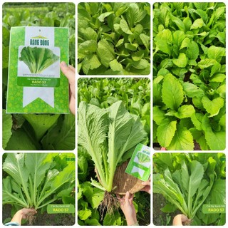 Hạt giống Cải bẹ xanh mỡ gói 20gr