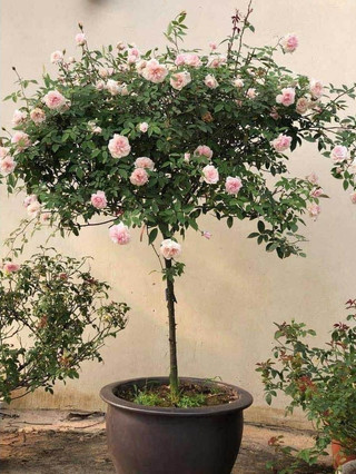 Gốc hồng thân gỗ đủ màu, thân to khỏe tỉ lệ sống cao