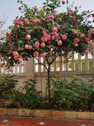 Gốc hồng thân gỗ đủ màu, thân to khỏe tỉ lệ sống cao