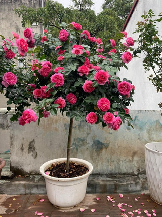 Gốc hồng thân gỗ đủ màu, thân to khỏe tỉ lệ sống cao