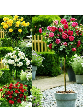 Gốc hồng thân gỗ đủ màu, thân to khỏe tỉ lệ sống cao