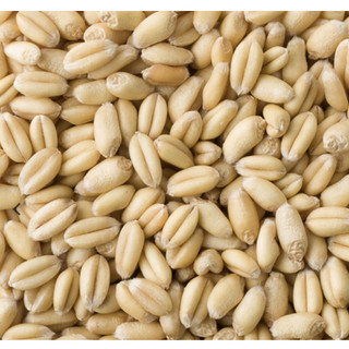 1kg Lúa Mì Tách Vỏ Cho Gà Đá, Chim, Hamster, Bồ Câu