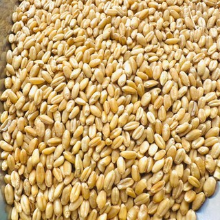 1kg Lúa Mì Tách Vỏ Cho Gà Đá, Chim, Hamster, Bồ Câu