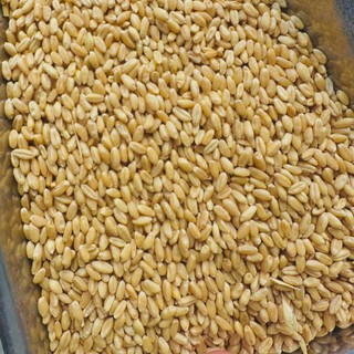 1kg Lúa Mì Tách Vỏ Cho Gà Đá, Chim, Hamster, Bồ Câu