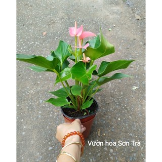 (VHST giao trong ngày) CÂY HỒNG MÔN màu hồng đang hoa.