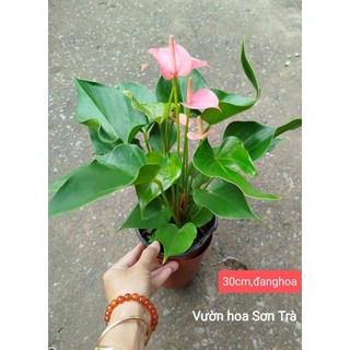 (VHST giao trong ngày) CÂY HỒNG MÔN màu hồng đang hoa.