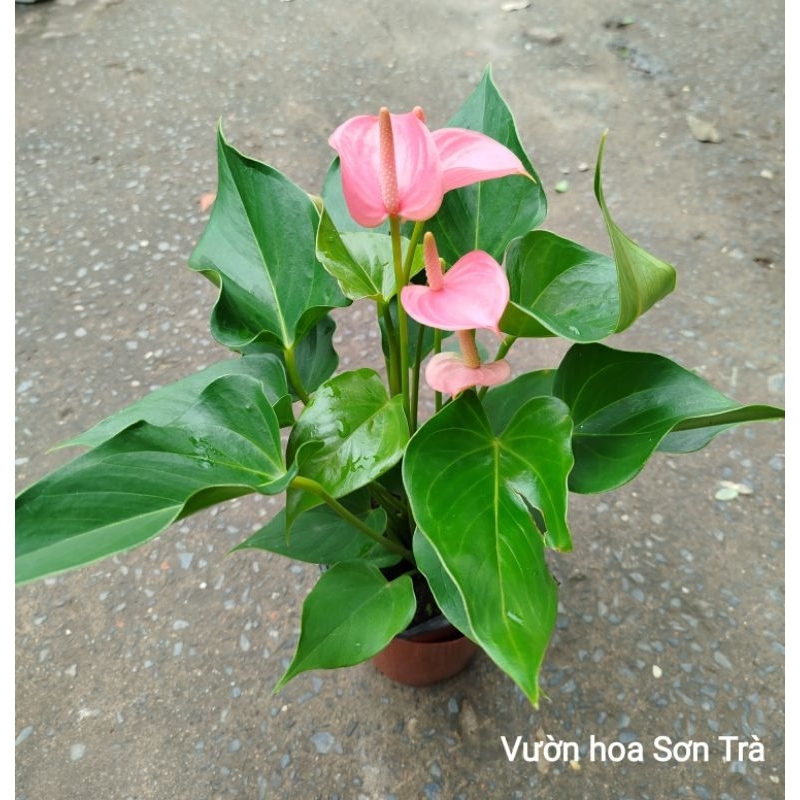 (VHST giao trong ngày) CÂY HỒNG MÔN màu hồng đang hoa.