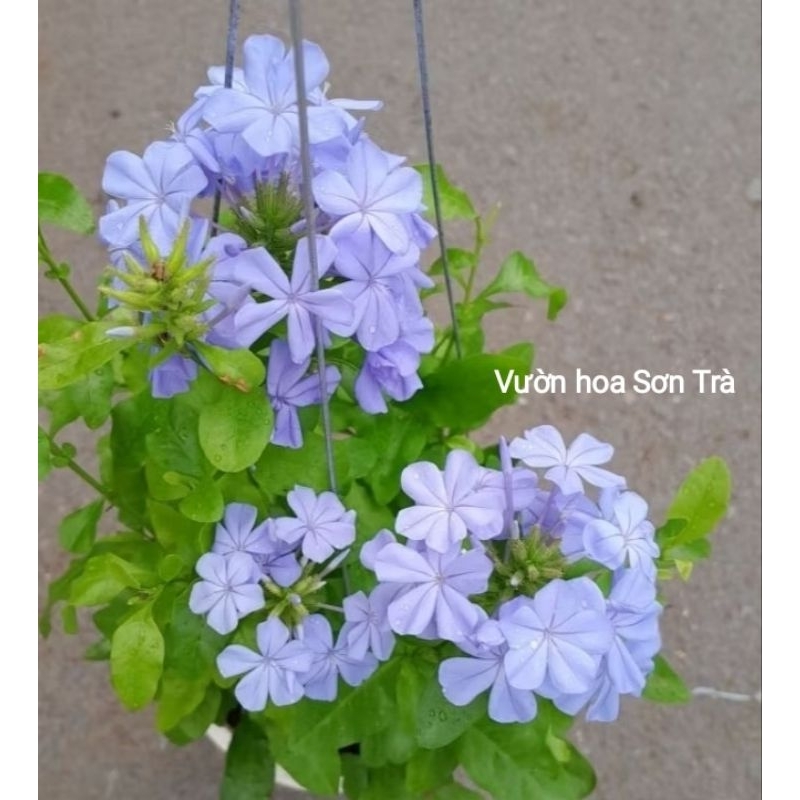 (VHST giao trong ngày) CÂY HOA THANH XÀ Thái, đang hoa.