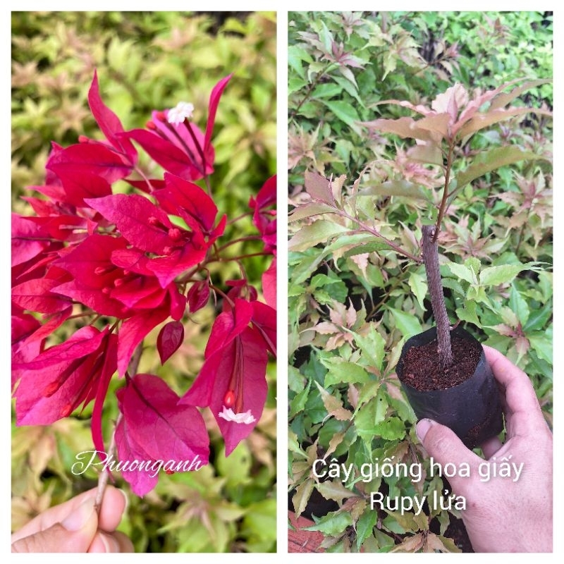 Cây giống hoa giấy Rupy lửa ( giâm cành nguyên bản), CHƯA HOA.