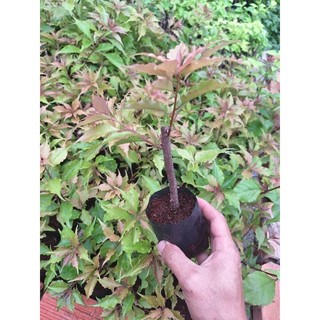 Cây giống hoa giấy Rupy lửa ( giâm cành nguyên bản), CHƯA HOA.