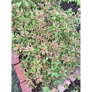 Cây giống hoa giấy Rupy lửa ( giâm cành nguyên bản), CHƯA HOA.