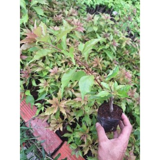 Cây giống hoa giấy Rupy lửa ( giâm cành nguyên bản), CHƯA HOA.