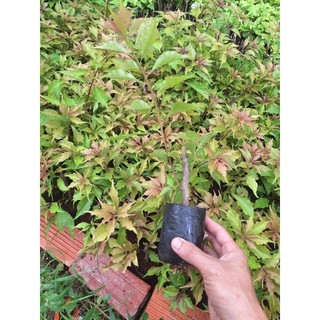 Cây giống hoa giấy Rupy lửa ( giâm cành nguyên bản), CHƯA HOA.