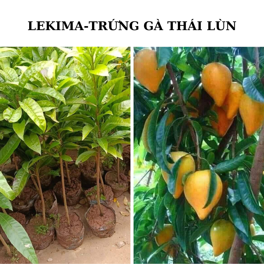CAY TRỨNG GÀ THÁI LÙN ( LEKIMA)
