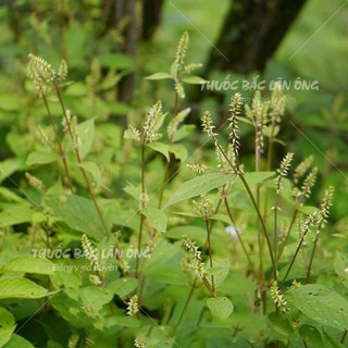 Ngưu tất bắc 100g, rễ cỏ xước khô, thái lát mỏng, thơm, sạch - Lãn Ông